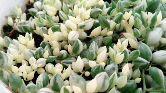 具有观赏性的吊兰多肉,吊兰多肉的养殖方法和注意事项