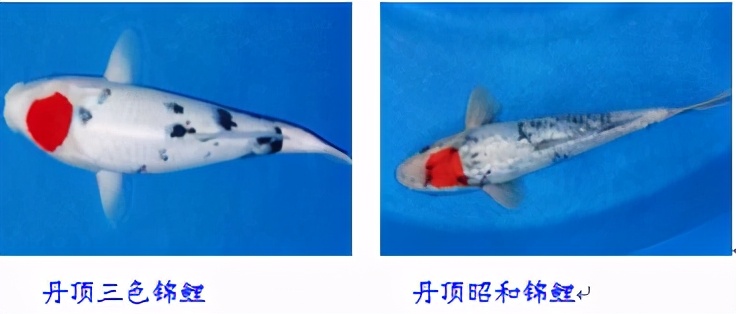 锦鲤鱼趴缸怎么解决,锦鲤鱼鳞溃烂最简单的解决办法