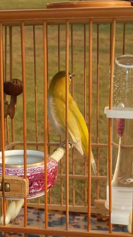 养绣眼技术大全,养绣眼的十大技巧