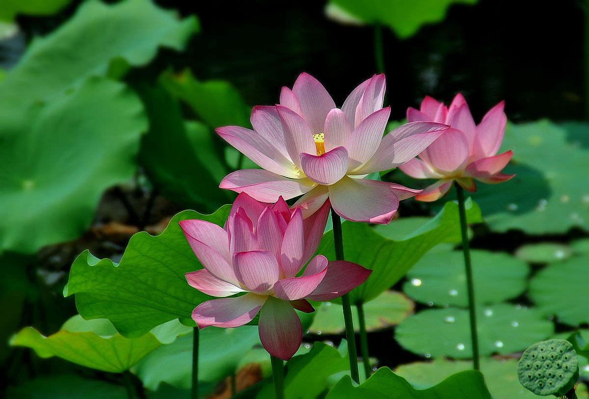 诗意的人生诗句,有关诗意人生的诗词