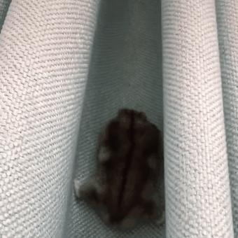 放养仓鼠仓鼠会开心吗,放养仓鼠在家里不见了