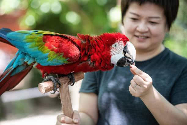 鹦鹉为什么能够模仿人类的语言,鹦鹉会模仿人类的动作吗