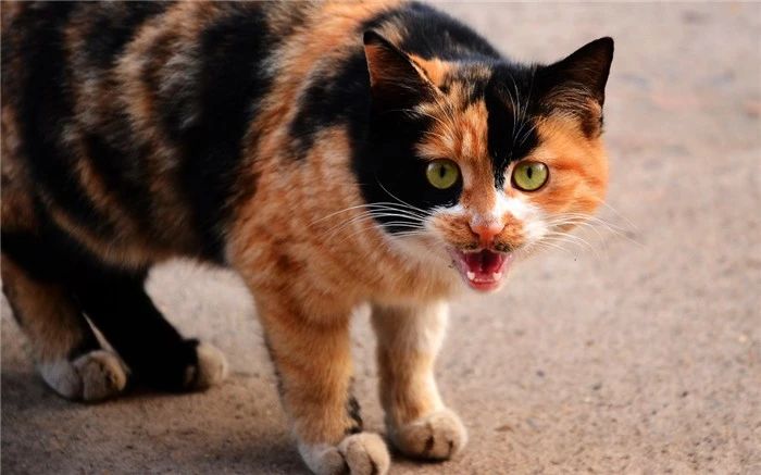 辟谣，母猫幼崽并非只有单一父亲，它竟能同时生下多只公猫的后代