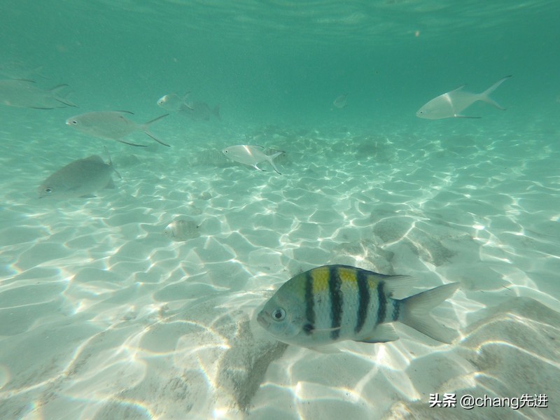 泰国普吉斯米兰跟团浮潜,泰国普吉岛自由潜水皇帝岛