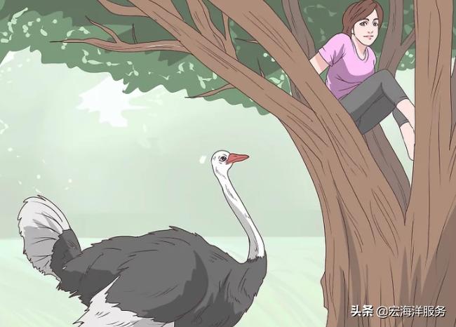 遇见野生动物不要慌,遇见鸵鸟