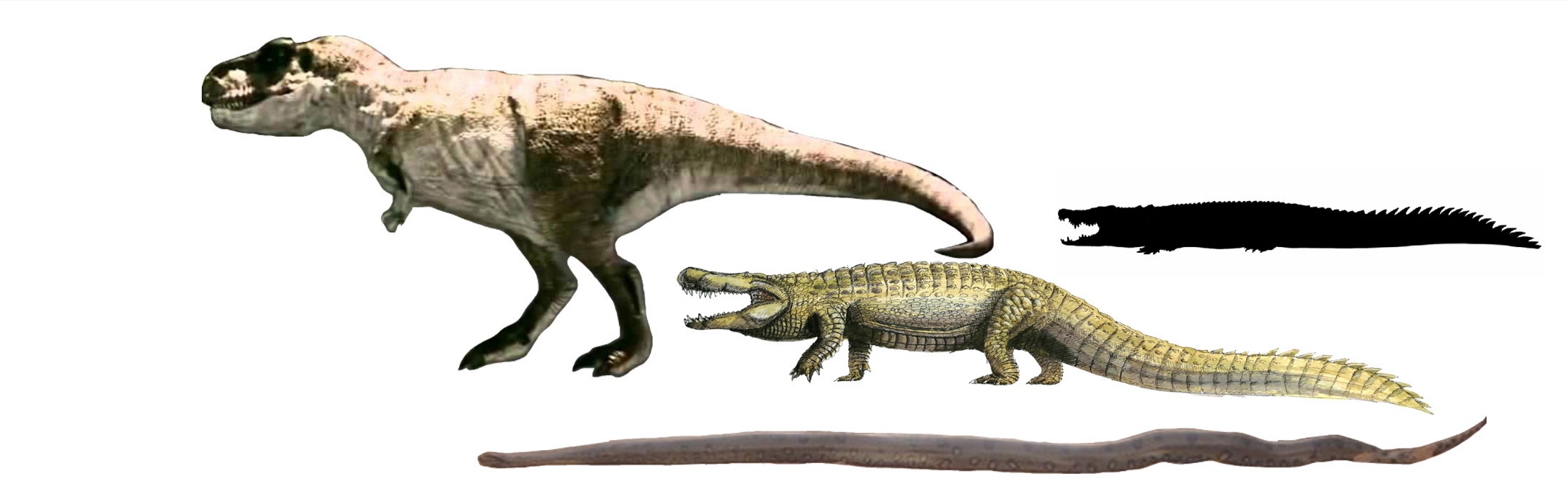 巨蛇恐怖视频真实,巨蛇的恐怖秘密