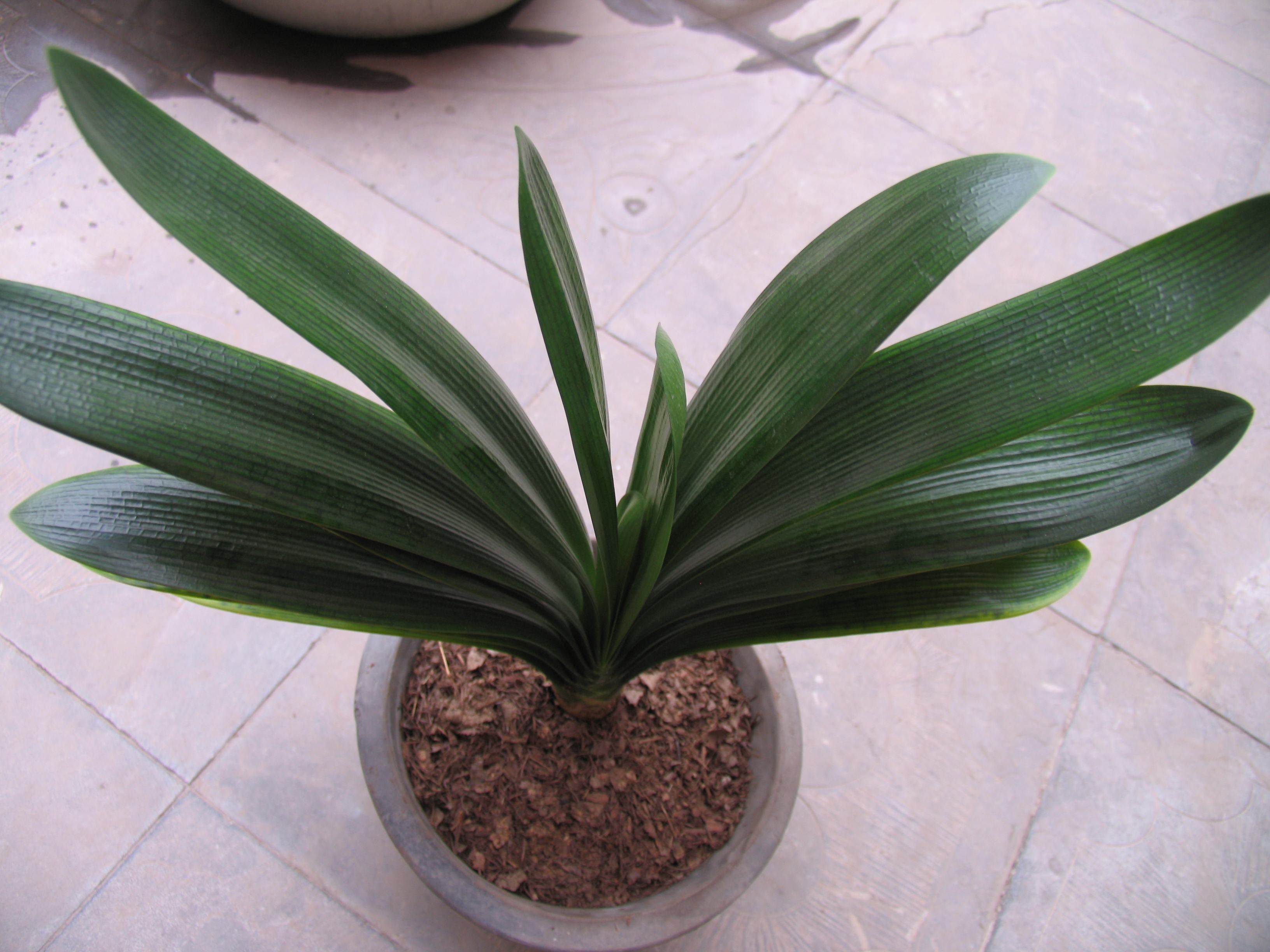 君子兰叶子长歪了怎么处理,君子兰的叶子长歪了如何矫正