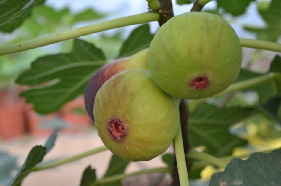 无花果树种植方法全过程,种植无花果的树有几种