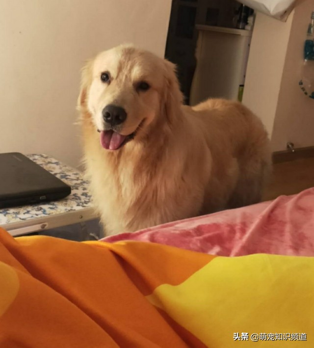 能不能给宠物狗剪毛呢,给宠物剪毛怎么让狗不乱动