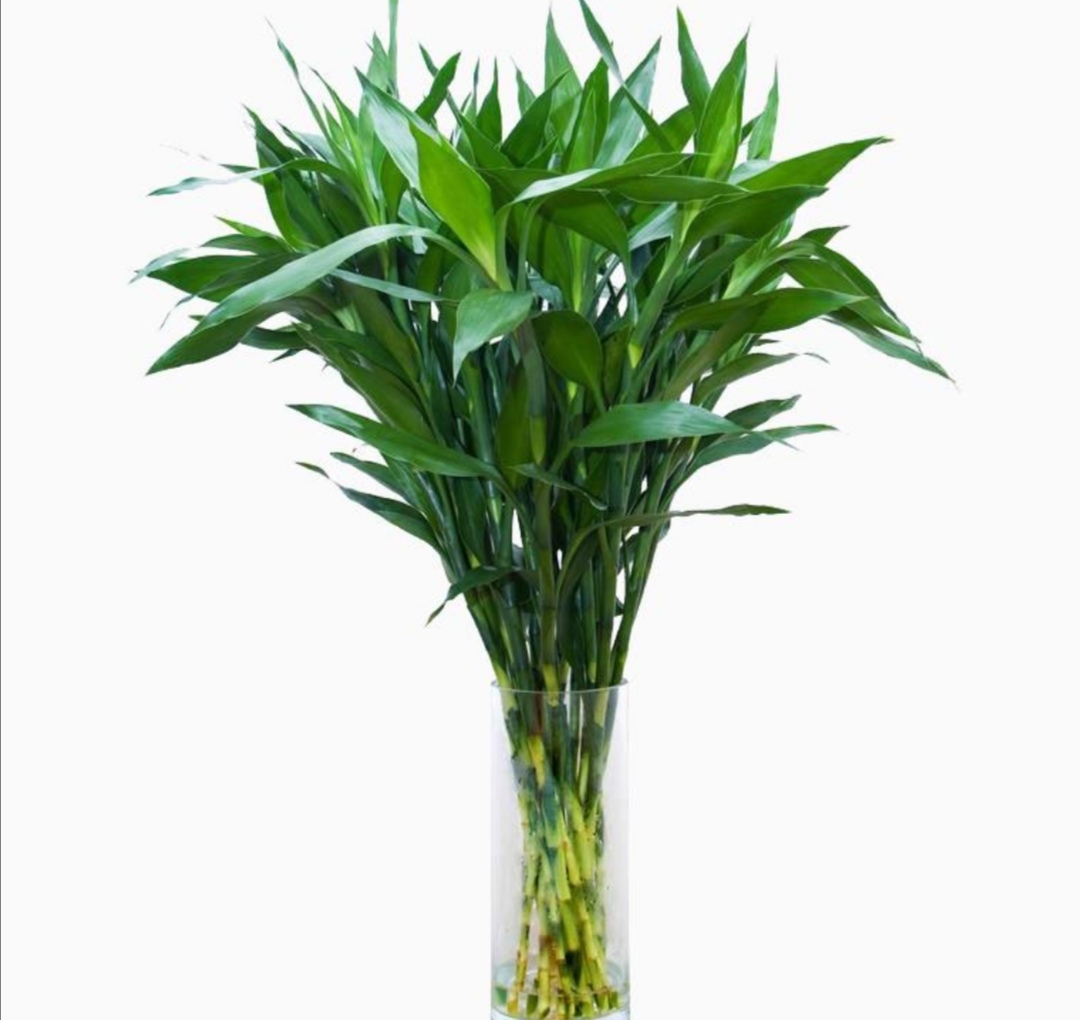 水培富贵竹黄叶什么原因,水培富贵竹总黄叶什么原因