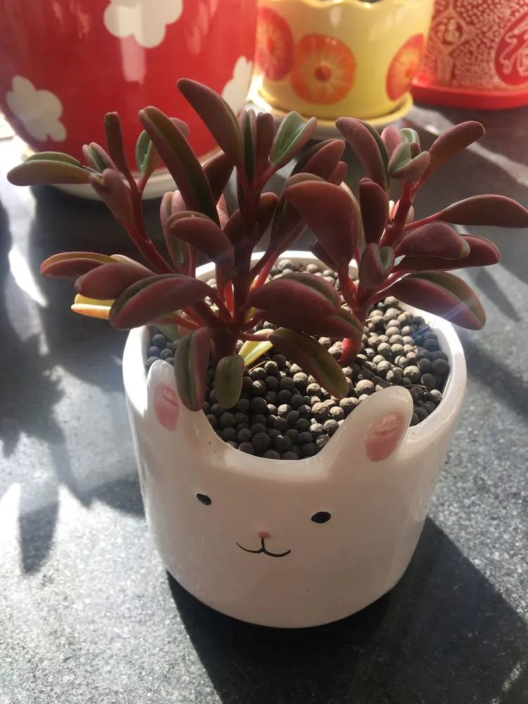 多肉新年寄语,养多肉七八年用心沉淀静待花开