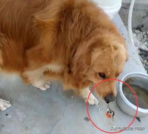 金毛频繁换主人,金毛被救下后开始了报恩