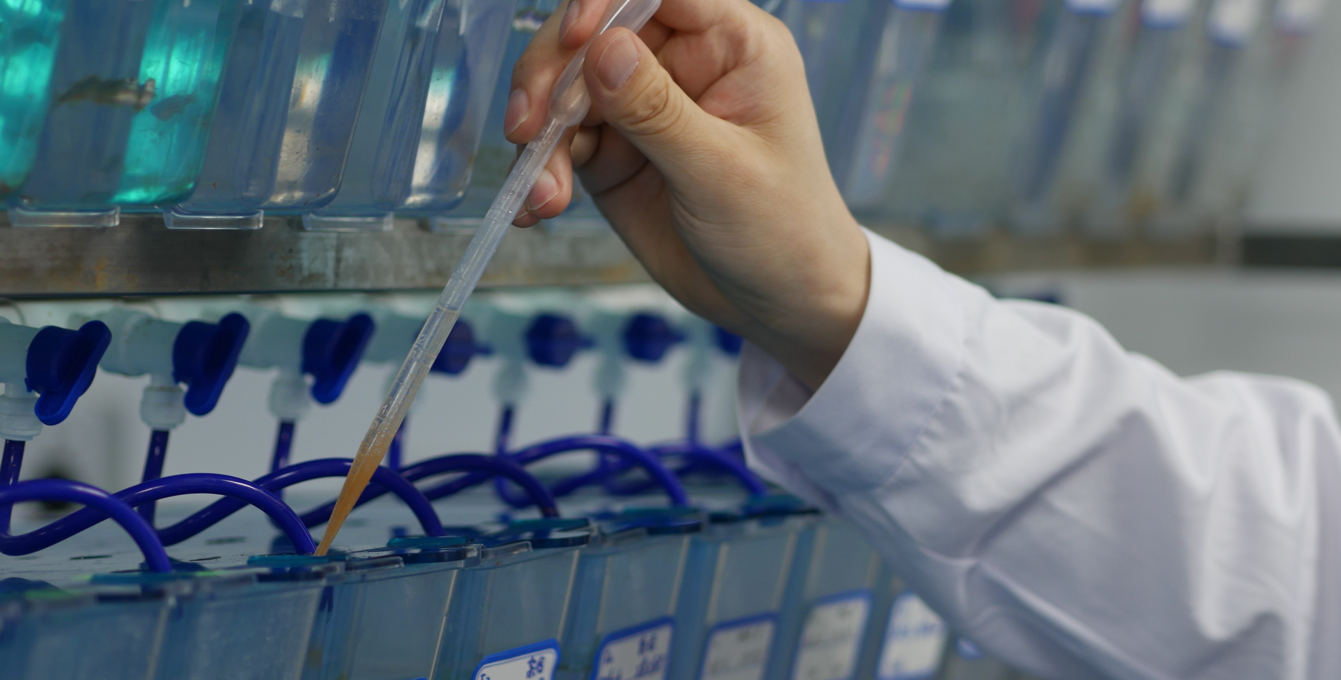 探秘省儿童医院斑马鱼实验平台医院有个“博士渔夫”团