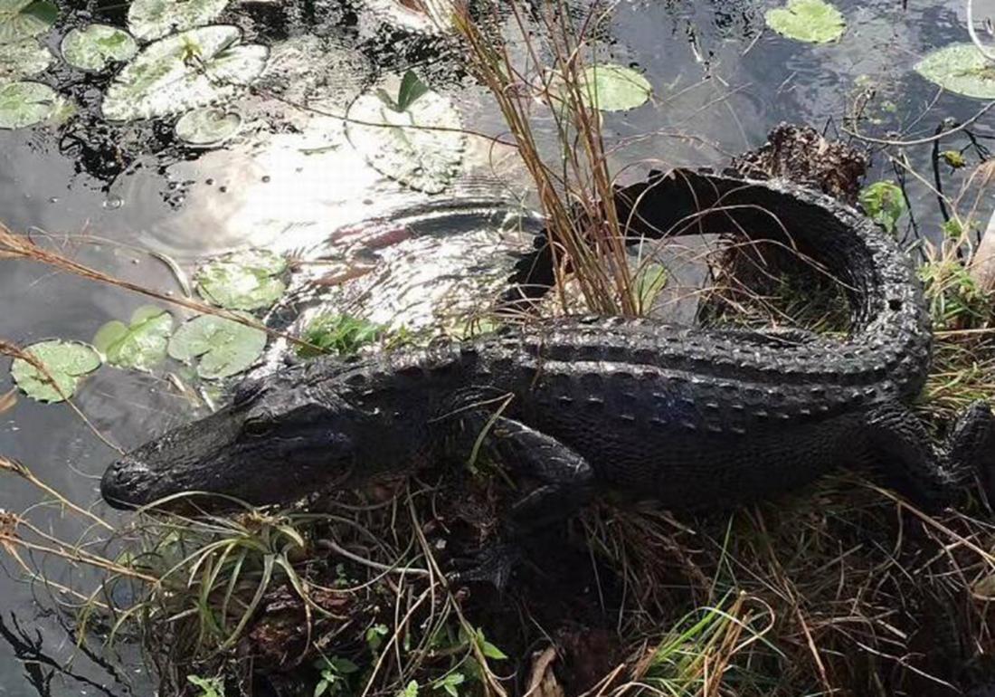 鳄鱼的饲养管理办法有哪些,扬子鳄养殖需要注意什么