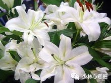 动物中药功效大全,中药药材大全及功效