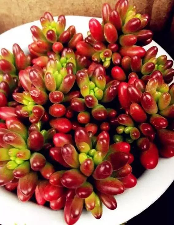 多肉早安图片大全,多肉大全100图