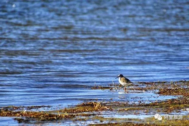 藏西秘境阿里之行,藏西秘境阿里