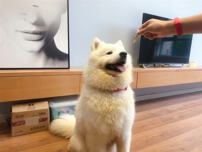 狗狗饿了什么都不吃怎么回事,狗狗零食辟谣