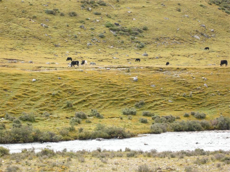 林芝米拉山旅行,米拉山旅游攻略
