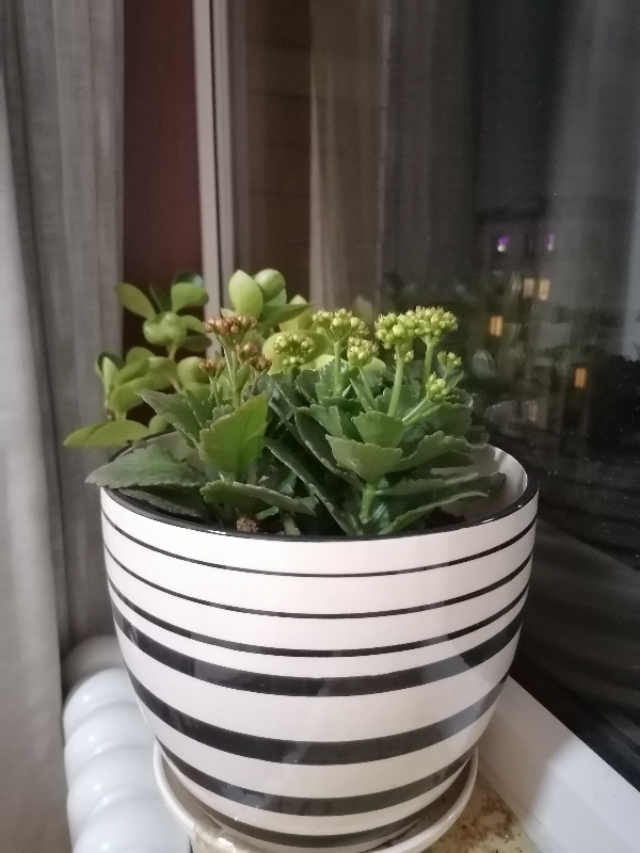 懒人养花小妙招盆栽,懒人养花直播