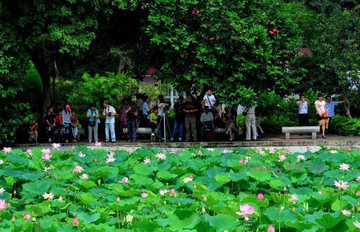 广州有荷花的地方,广州周边的荷花景点推荐