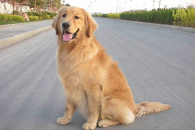 金毛牙龈肿痛用什么药,金毛牙龈出血怎么回事