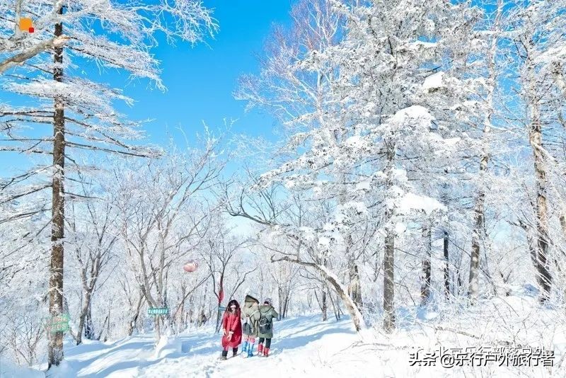 冬天漠河白桦林童话世界完整视频,冰雪大世界长白山雪乡六天五晚