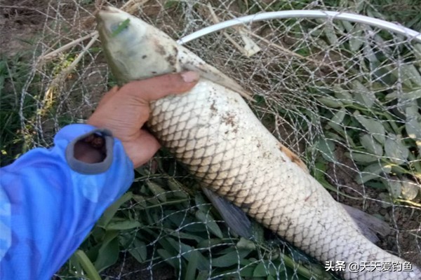野钓草鱼最正宗的做法,野钓鲤鱼和草鱼的饵料和窝料配方