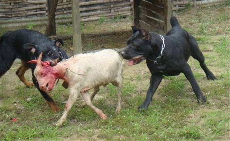 卡斯罗为什么几乎没人养,卡斯罗犬有多可怕