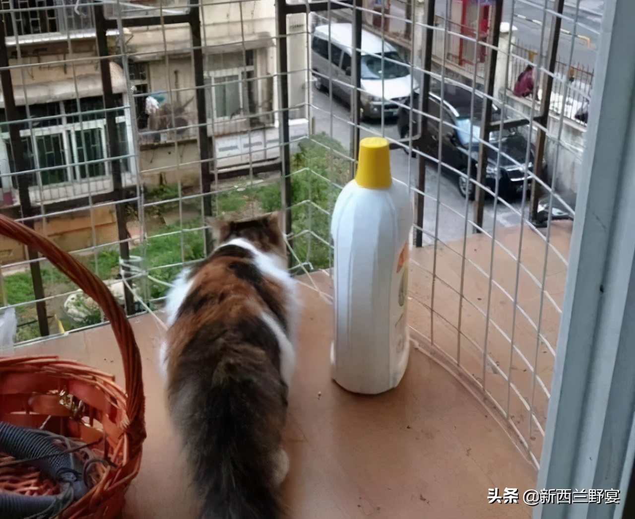 新手养猫解读猫咪8种迷惑行为,养猫一定要牢记七不要对猫咪有益