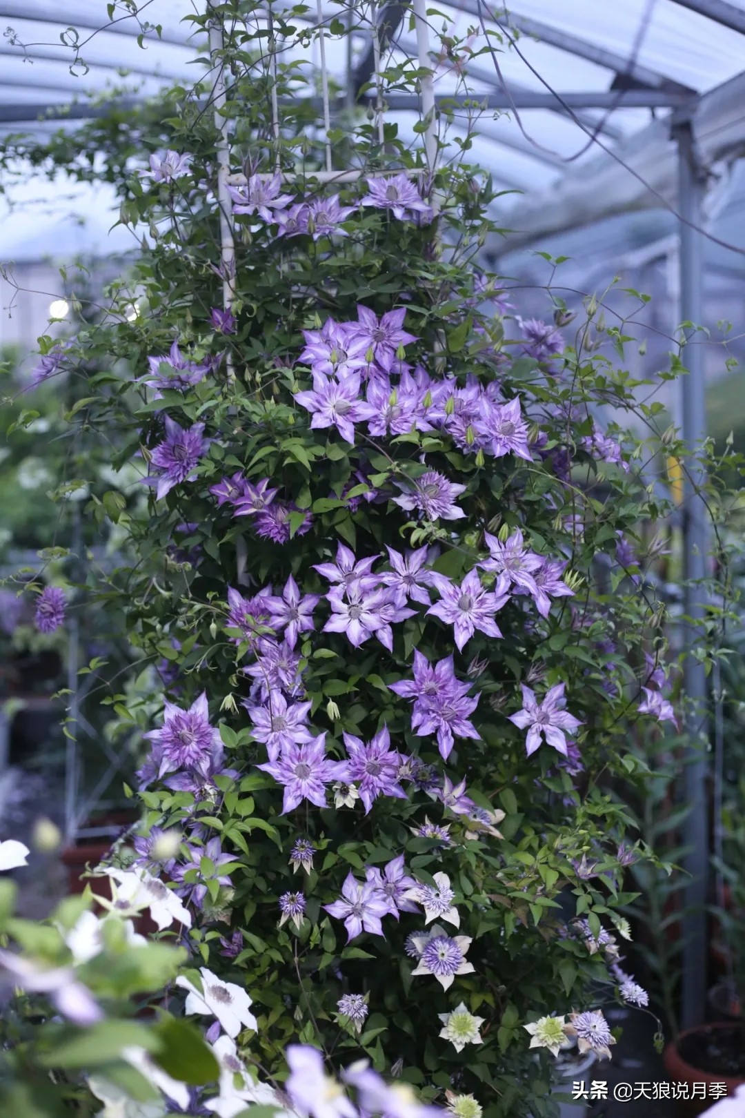 别人做梦都想要的花墙，他早就用铁线莲实现了