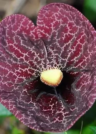 世界顶级奇花异卉,100种奇花异草图