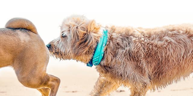 不给狗狗挤肛腺会得皮肤病吗,不给狗挤肛肠腺可以吗