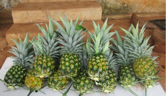 南国四大果品有哪几种,南国四大果菠萝