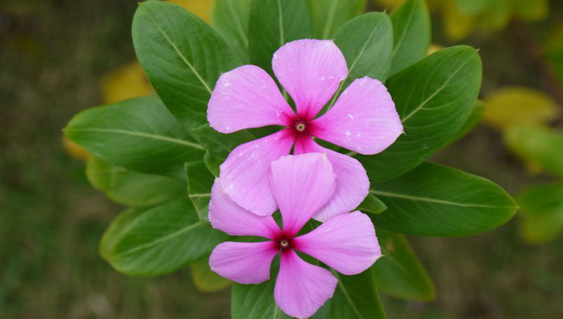 精灵之约•节气“植”说│上海的二十四节气花园小暑