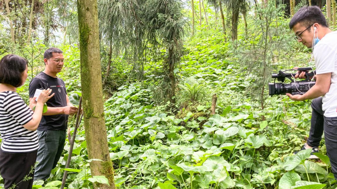 800亩山葵卖多少钱,山葵销售直播