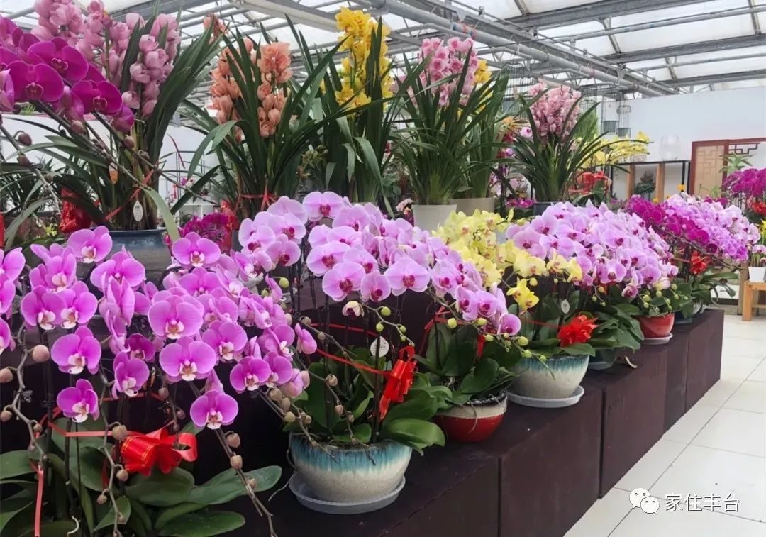 小编整理！丰台四大花市逛买攻略！春节就要这喜庆劲儿