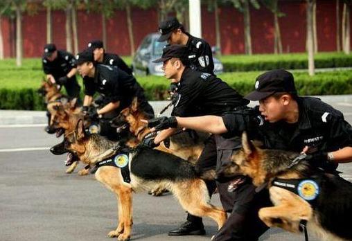 养牧羊犬最怕什么,养马犬好还是养德国牧羊犬好