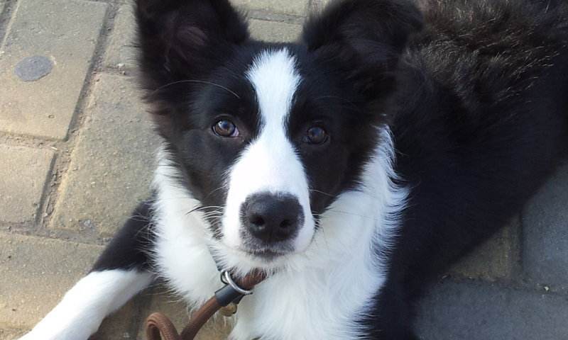 边牧狗狗怎么度过尴尬期,边牧吃狗粮挑食怎么办