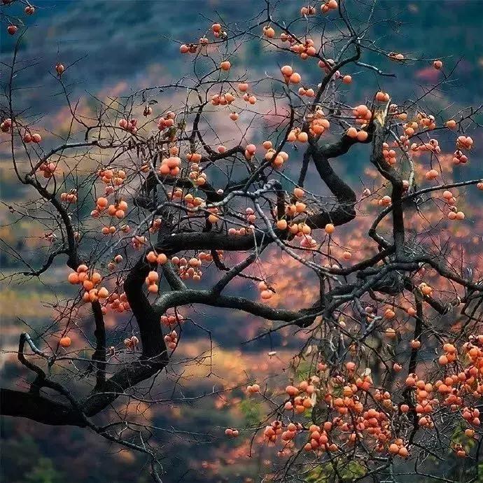 柿子熟了美文赏析,柿子熟了美图100张