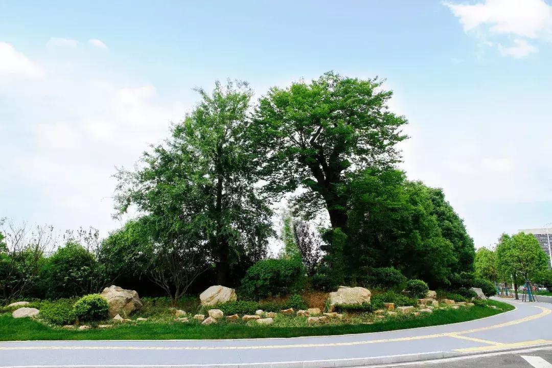 一石百景寸石丈情