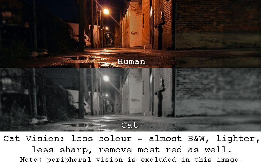 小猫咪能看懂别的猫咪照片吗,小猫咪在猫咪的眼里是什么样的