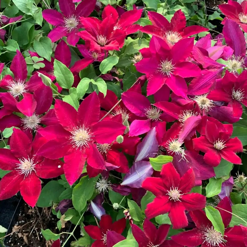 这8种花你不要乱浇水,新手种花品种推荐