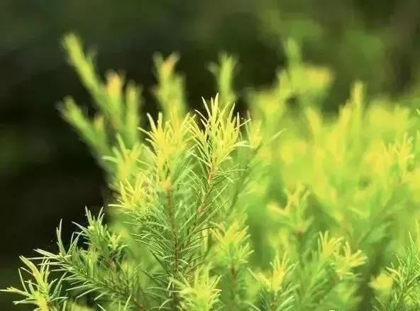 精油一般保质期多长时间,精油的有效期限是多久