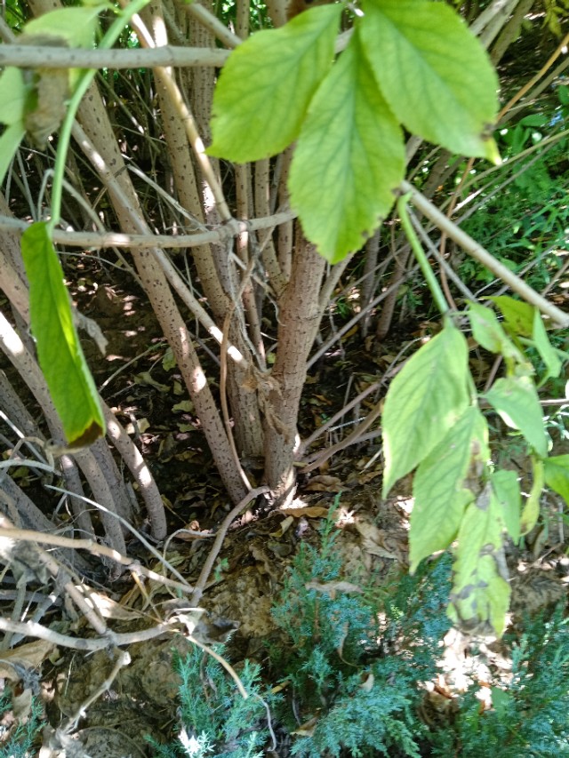 代购代销各种苗木花卉,代销苗木挂账