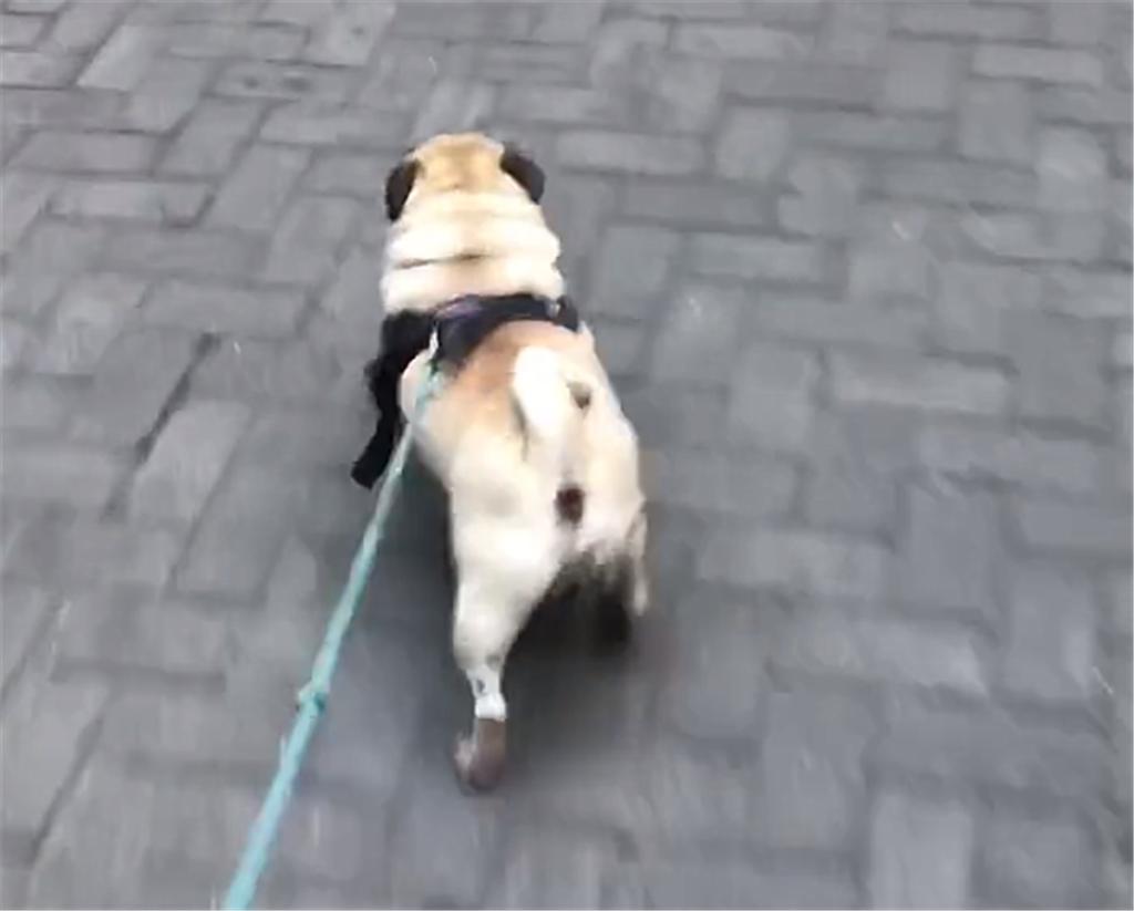 养巴哥犬需要准备什么,巴哥犬好养还是法斗好养