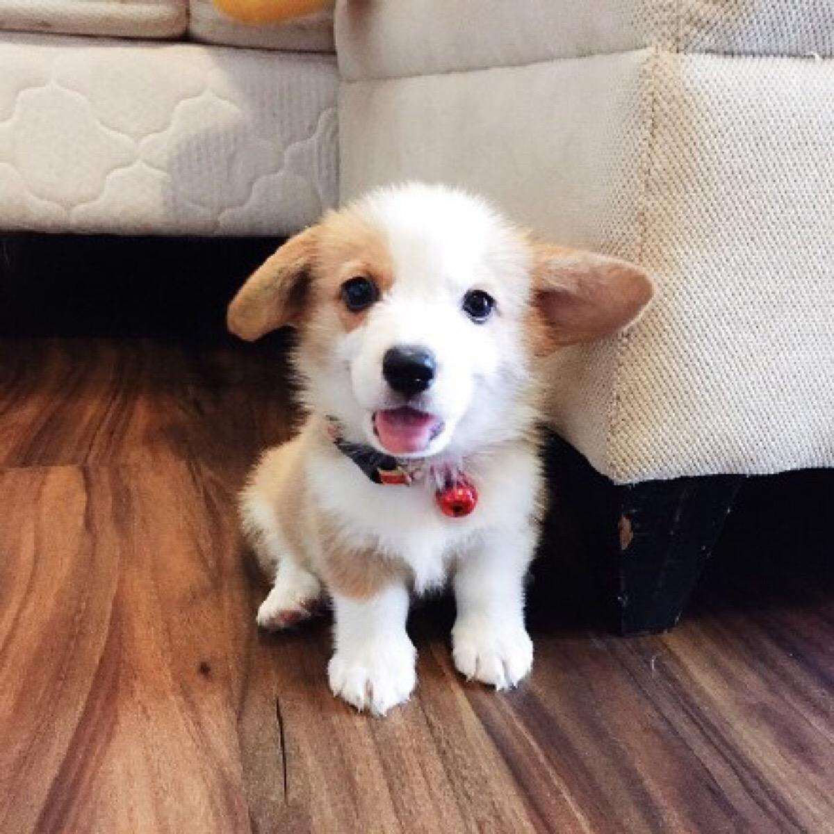 新买的小狗狗不吃怎么办,刚领养的小狗不吃不喝怎么办