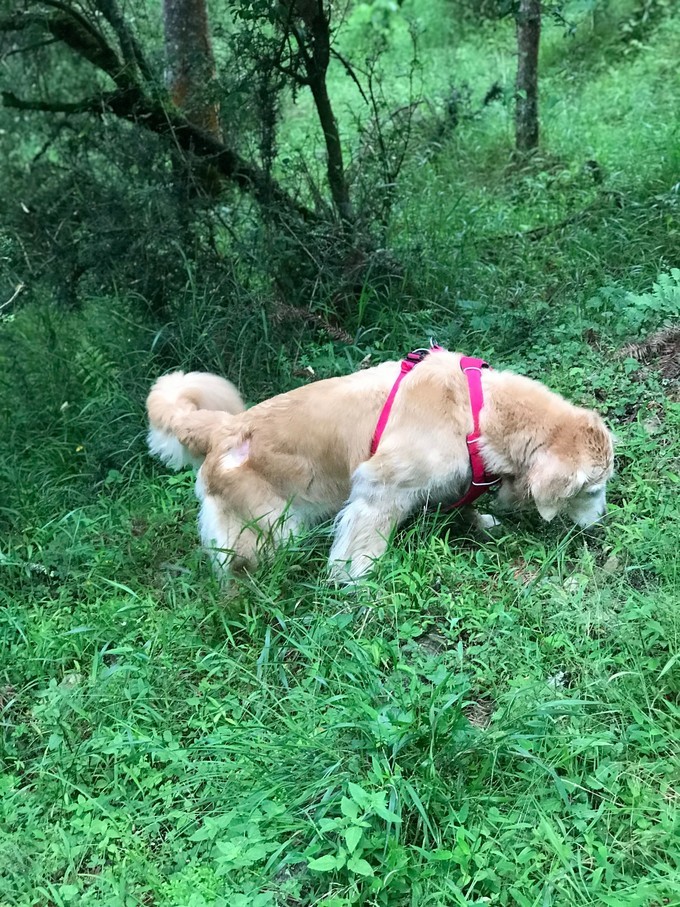 成都喇叭河自驾,自贡到喇叭河自驾