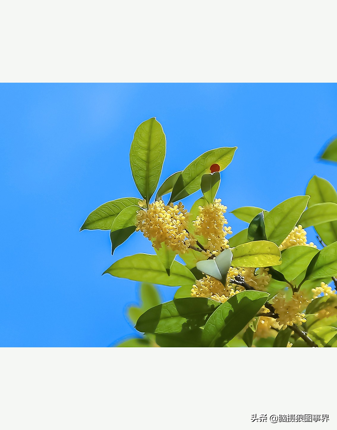 佳能24105红圈镜头测评,佳能24105红圈镜头价位