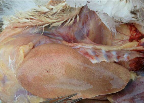 鸭病防治视频大全,鸭禽霍乱的最佳防治方法